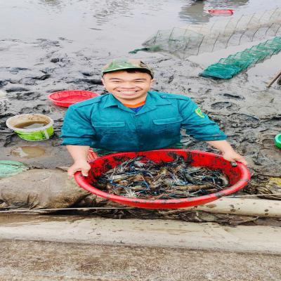 GƯƠNG THANH NIÊN TIÊU BIỂU TRONG PHÁT TRIỂN KINH TẾ TỪ MÔ HÌNH NUÔI TÔM THẺ CHÂN TRẮNG KẾT HỢP CÁ RÔ PHI